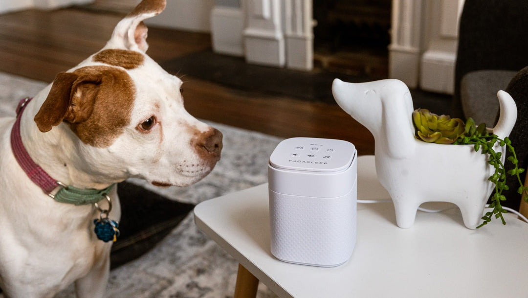 How to Calm Your Anxious Dog Using White Noise - Yogasleep