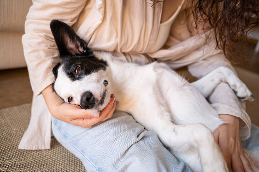 How White Noise Can Help Your Dog Stay Calm During Fireworks and Other Loud Noises - Yogasleep