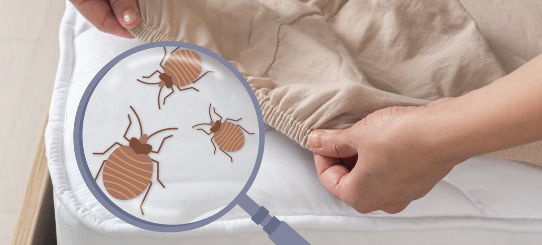 Confronting Bed Bugs: The Nocturnal Menace - Yogasleep