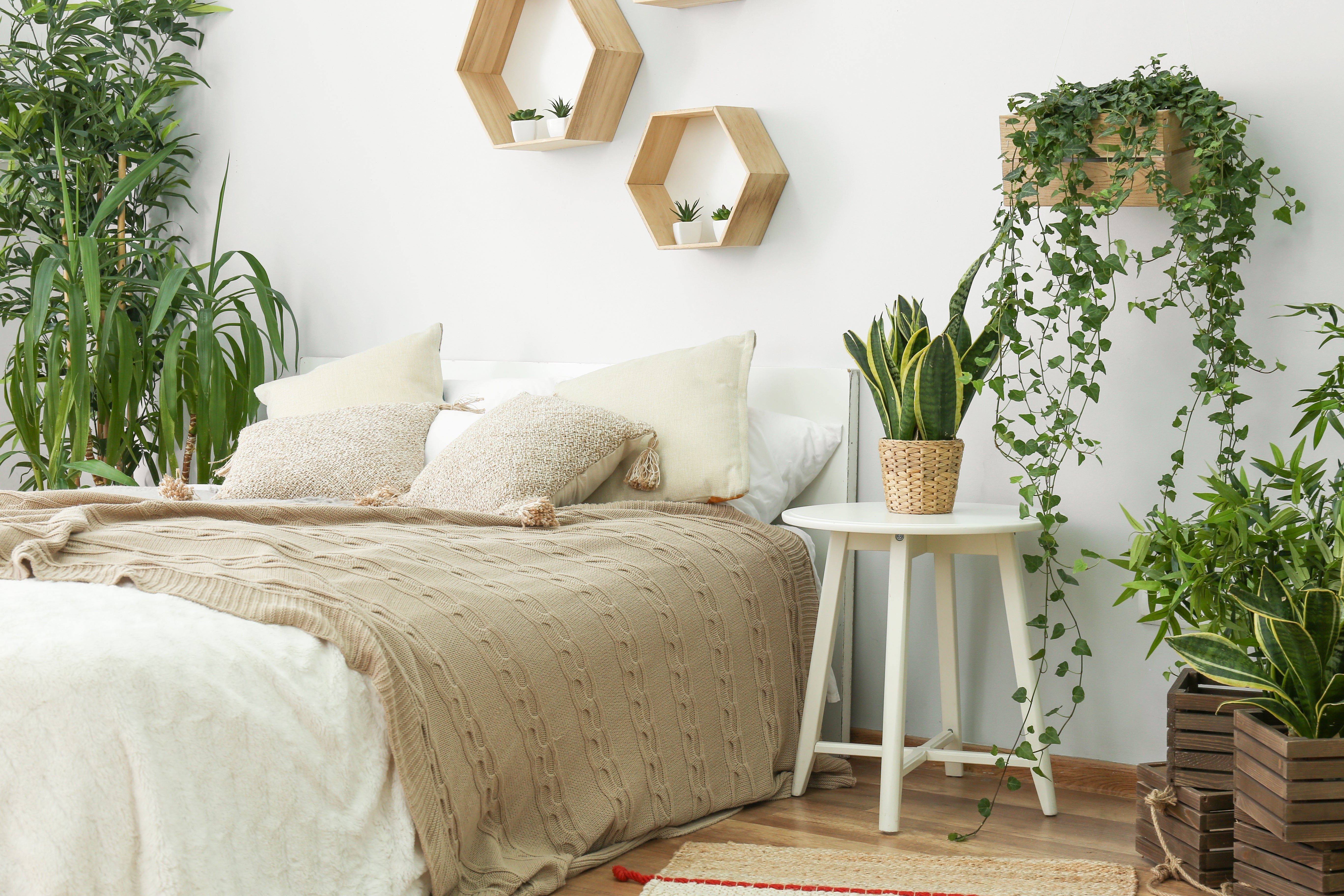 Enhance Your Bedroom Oasis: Best Houseplants for a Serene Sleep Space - Yogasleep